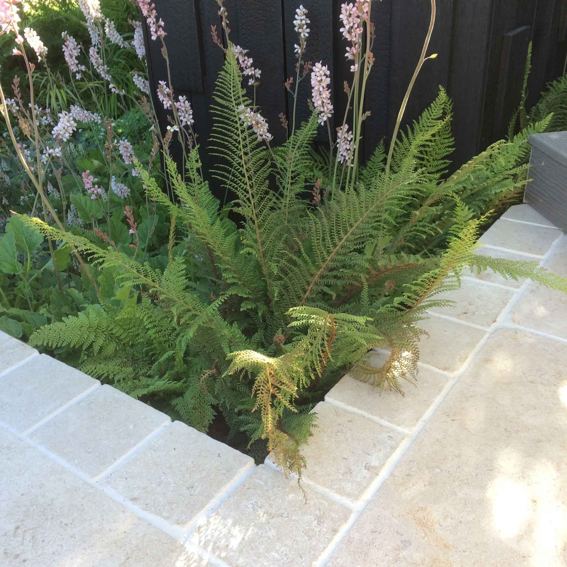 Egyptian Limestone Sinai Pearl