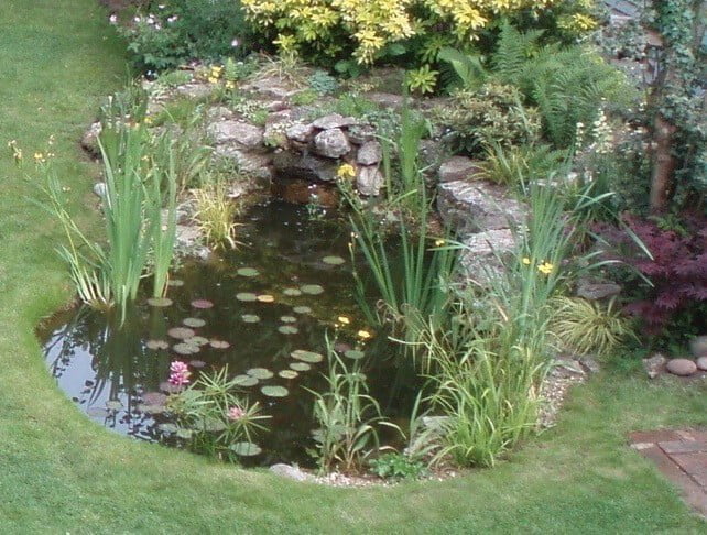Garden pond with aquatic plants