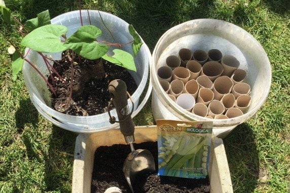 Plastic tubs being used as a mini greenhouse