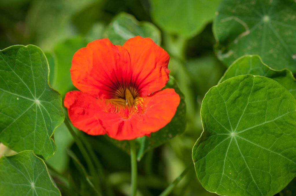 Orange nasturtium