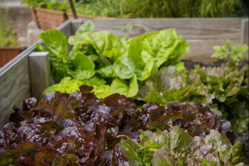 Raised bed with salad leaves