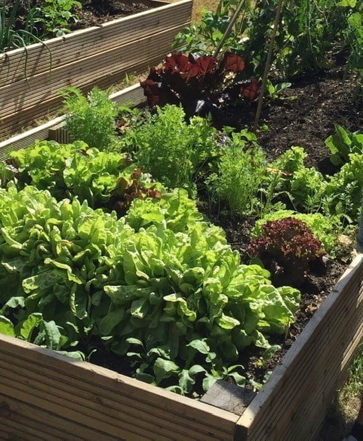 Why raised beds can be good for sustainable gardening