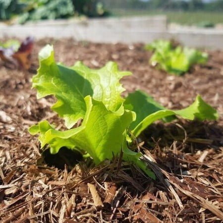 Straw mulch around lettuce