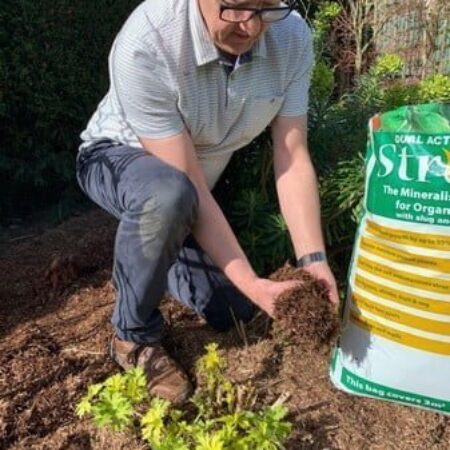 Straw mulch being placed on lettuces