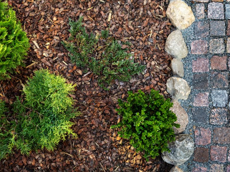 Mulched border Mulched border