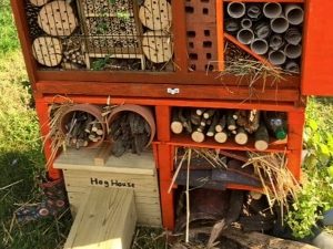 Hedgehog Hotel Hampton Court