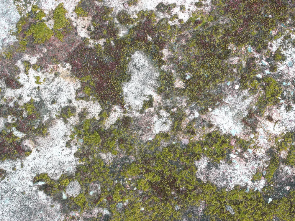 Mold Algae Stains Mold Algae Stains