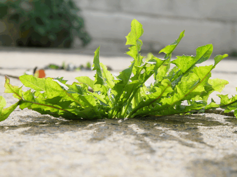 Our top tips on how to clean patio slabs Kebur Garden Materials