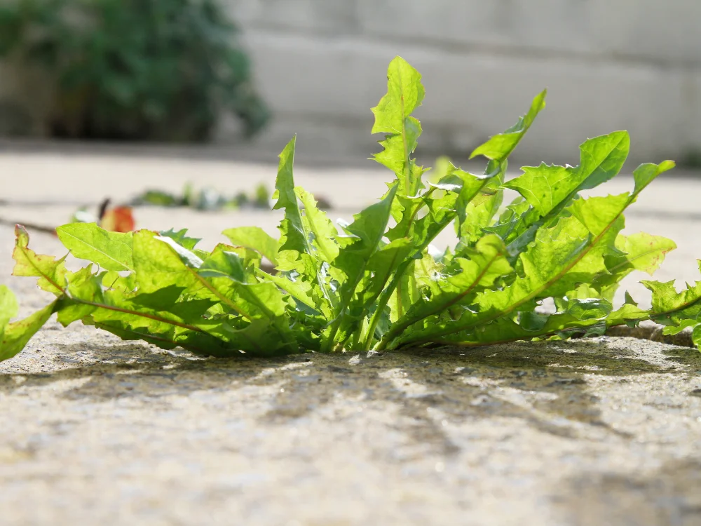 Weeds Weeds