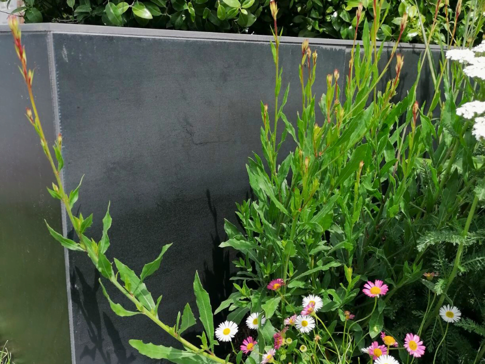 Transform Your Garden 10