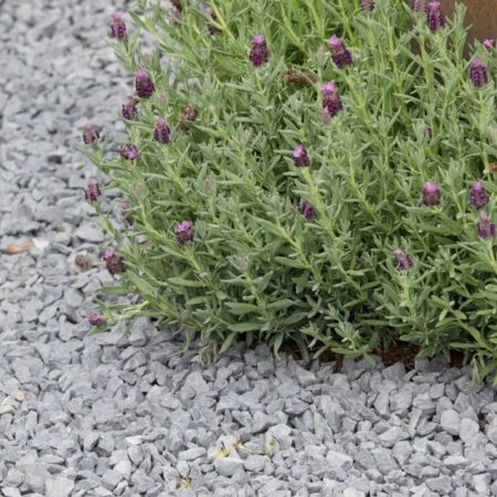 Black Basalt