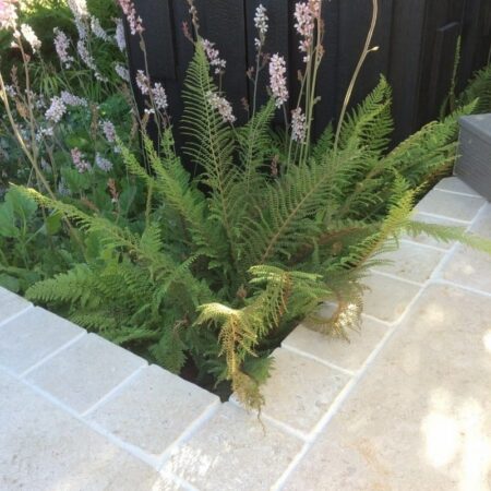 Kebur Egyptian Limestone Sinai Pearl Honed & Tumbled Setts