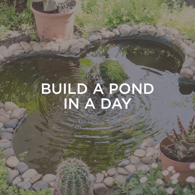 Build a Pond in a Day